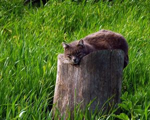 Preview wallpaper cat, tree stump, grass, lie