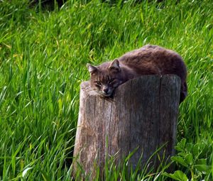 Preview wallpaper cat, tree stump, grass, lie