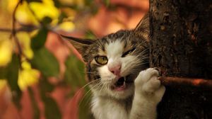 Preview wallpaper cat, tree, trunk, nibbling