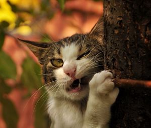 Preview wallpaper cat, tree, trunk, nibbling