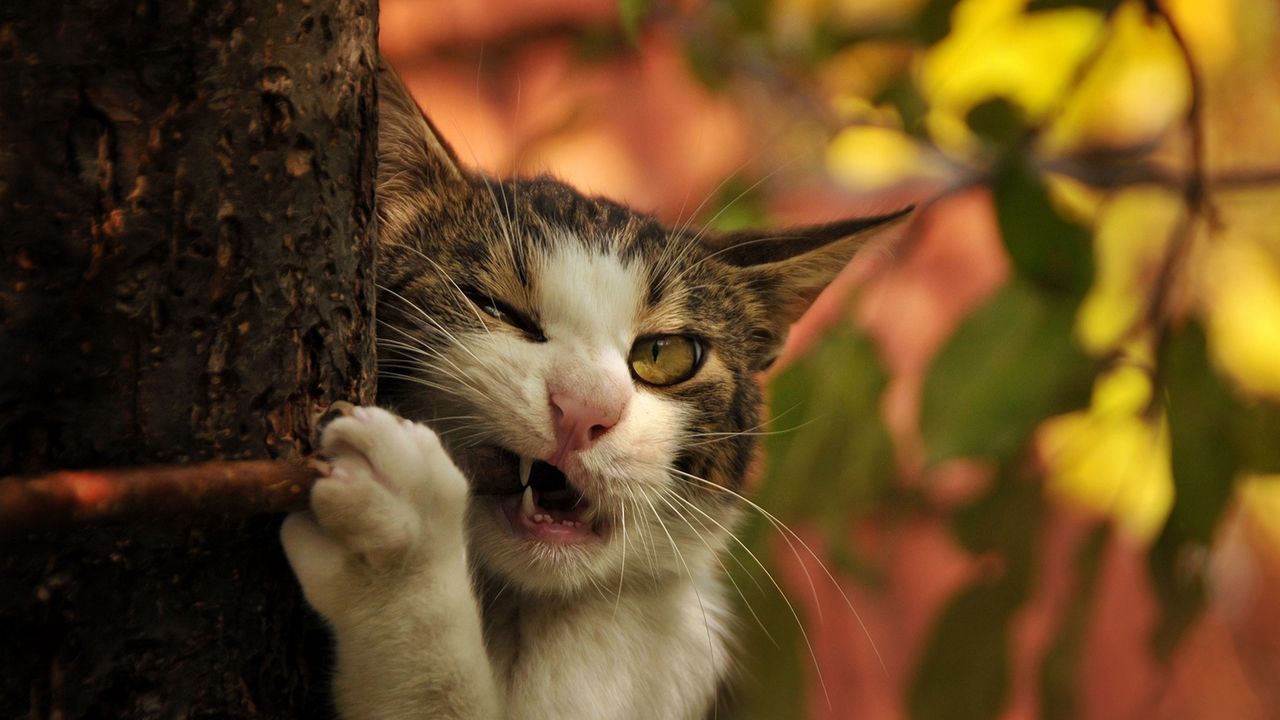 Wallpaper cat, tree, trunk, branch, fangs