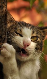 Preview wallpaper cat, tree, trunk, branch, fangs