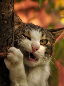 Preview wallpaper cat, tree, trunk, branch, fangs