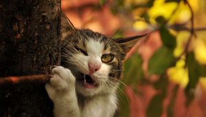 Preview wallpaper cat, tree, trunk, branch, fangs