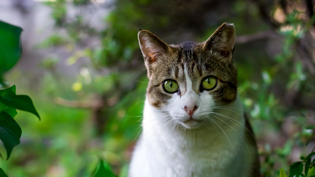 Wallpaper cat, trees, leaves, muzzle