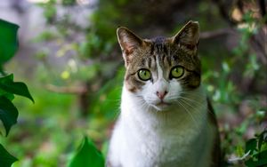 Preview wallpaper cat, trees, leaves, muzzle