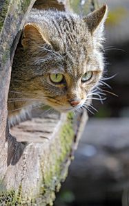 Preview wallpaper cat, trunk, wood, animal