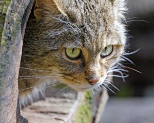 Preview wallpaper cat, trunk, wood, animal