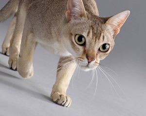 Preview wallpaper cat, walk, fears, step