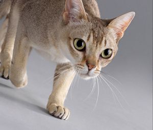 Preview wallpaper cat, walk, fears, step