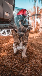 Preview wallpaper cat, walk, glance, grass