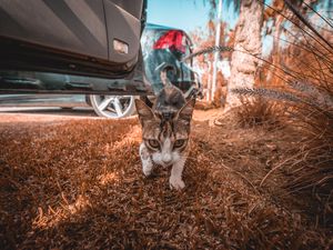 Preview wallpaper cat, walk, glance, grass