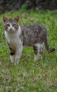 Preview wallpaper cat, walk, grass
