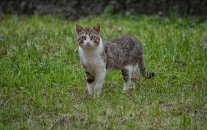 Preview wallpaper cat, walk, grass