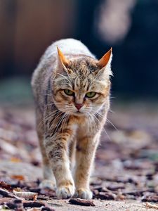 Preview wallpaper cat, walk, leaves, thin