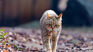 Preview wallpaper cat, walk, leaves, thin