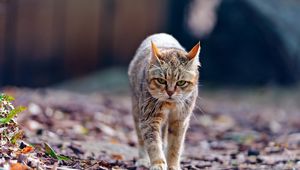 Preview wallpaper cat, walk, leaves, thin