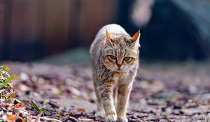 Preview wallpaper cat, walk, leaves, thin