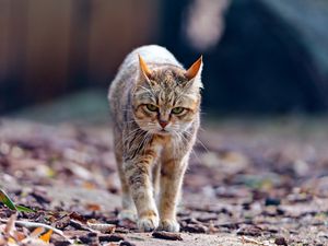 Preview wallpaper cat, walk, leaves, thin