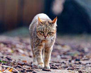 Preview wallpaper cat, walk, leaves, thin