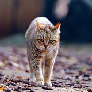 Preview wallpaper cat, walk, leaves, thin