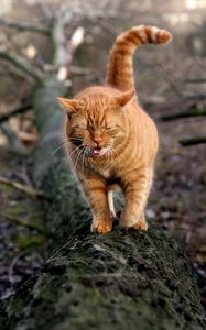 Preview wallpaper cat, walk, log, moss