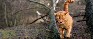 Preview wallpaper cat, walk, log, moss