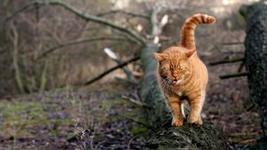 Preview wallpaper cat, walk, log, moss