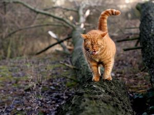 Preview wallpaper cat, walk, log, moss