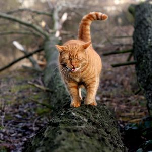 Preview wallpaper cat, walk, log, moss