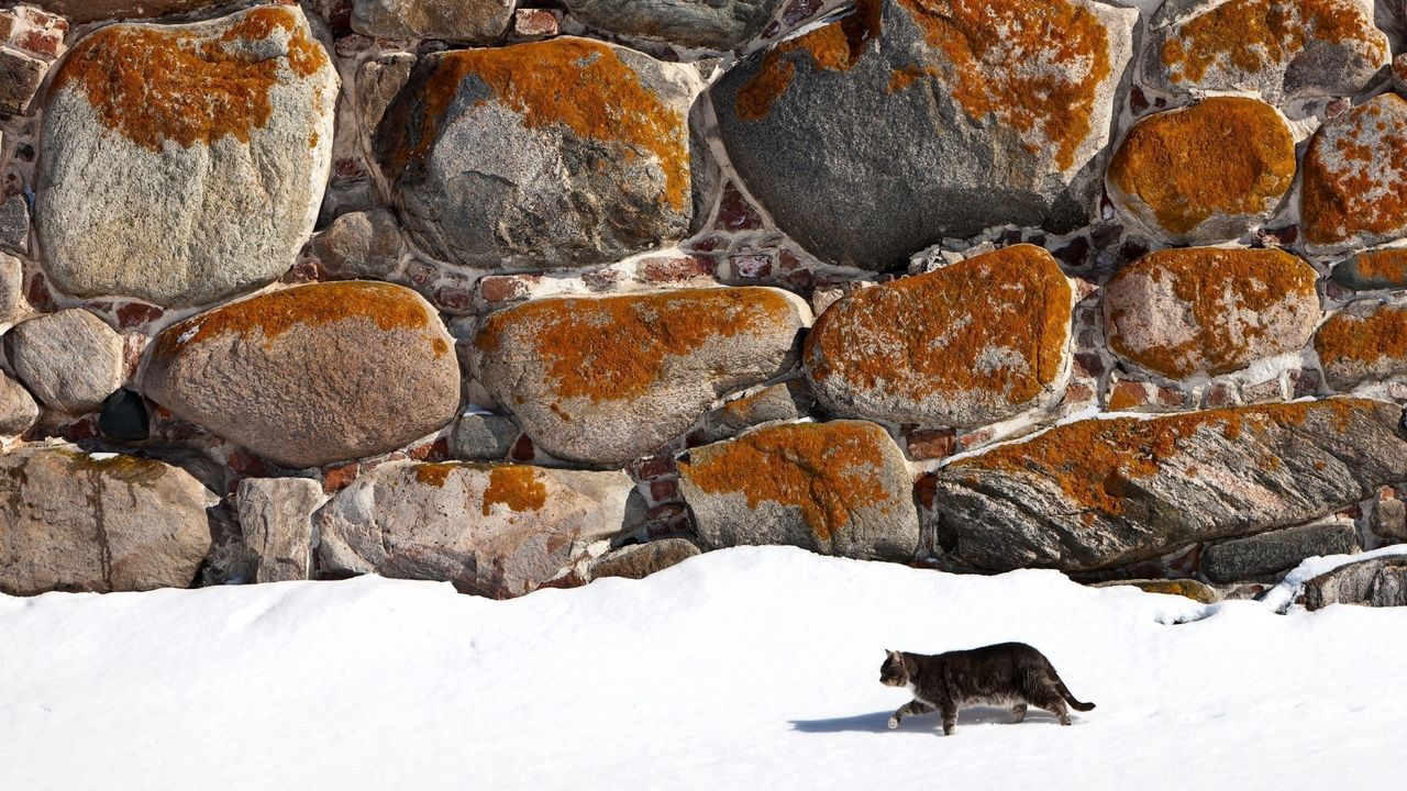 Wallpaper cat, walk, snow, walls, stone
