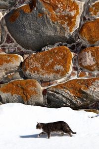 Preview wallpaper cat, walk, snow, walls, stone