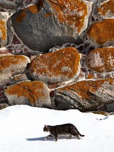 Preview wallpaper cat, walk, snow, walls, stone