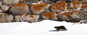 Preview wallpaper cat, walk, snow, walls, stone