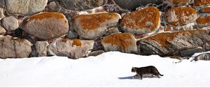 Preview wallpaper cat, walk, snow, walls, stone