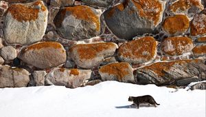 Preview wallpaper cat, walk, snow, walls, stone