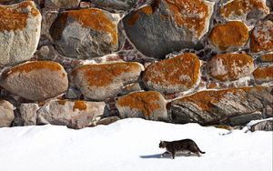 Preview wallpaper cat, walk, snow, walls, stone