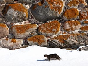 Preview wallpaper cat, walk, snow, walls, stone