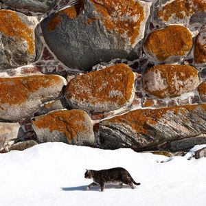 Preview wallpaper cat, walk, snow, walls, stone