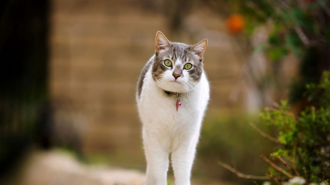 Wallpaper cat, walk, spotted, standing