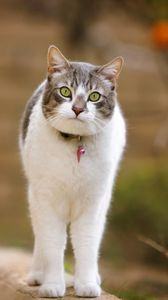 Preview wallpaper cat, walk, spotted, standing