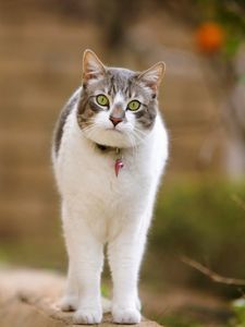 Preview wallpaper cat, walk, spotted, standing