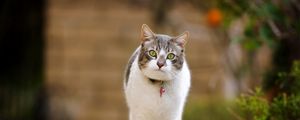 Preview wallpaper cat, walk, spotted, standing