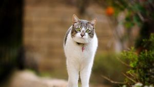 Preview wallpaper cat, walk, spotted, standing