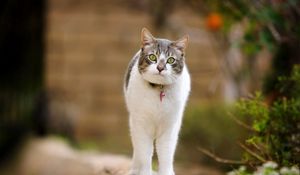 Preview wallpaper cat, walk, spotted, standing