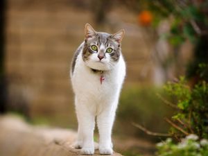 Preview wallpaper cat, walk, spotted, standing