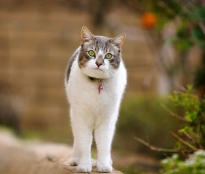 Preview wallpaper cat, walk, spotted, standing