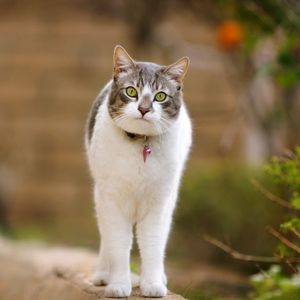 Preview wallpaper cat, walk, spotted, standing