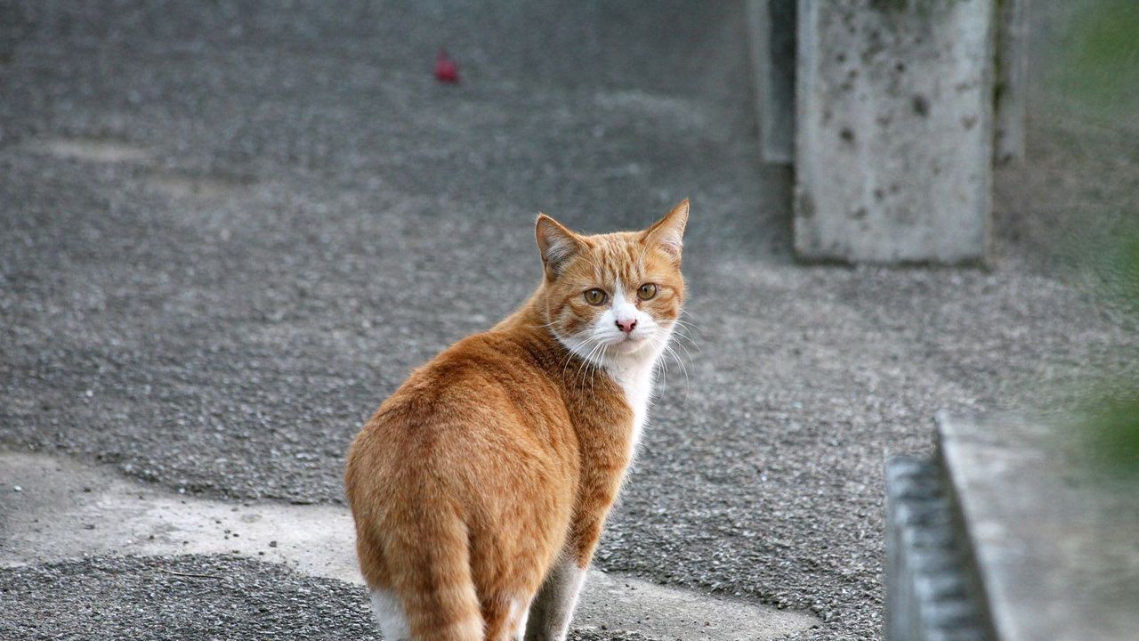 Wallpaper cat, walk, spotted, street