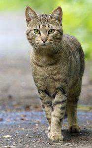 Preview wallpaper cat, walk, striped, muzzle